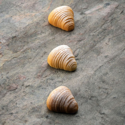 Купить форма силиконовая pavoflex для пирож. 3d "sfogliatella" 45х43,5мм h22мм, 20мл, 30 ячеек, силикон px4 – цена от завода, доставка до двери | RuOborudovanie.ru